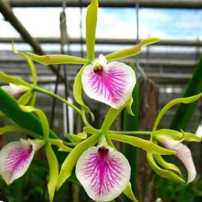 CATTLEYA JAIRAK KISS MATURE