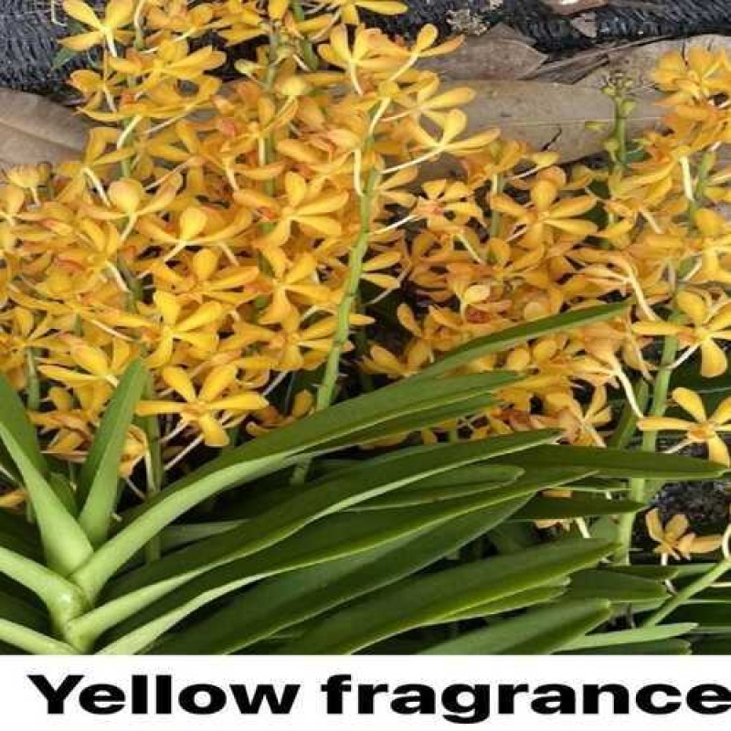 YELLOW FRAGRANCE(TC)