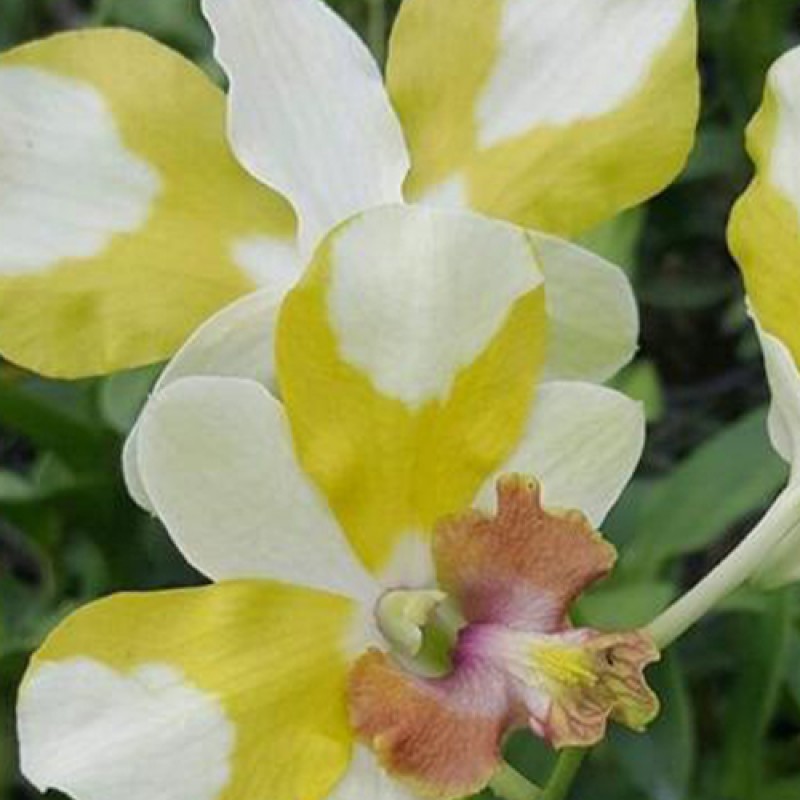 DENDROBIUM - KING DRAGON YELLOW