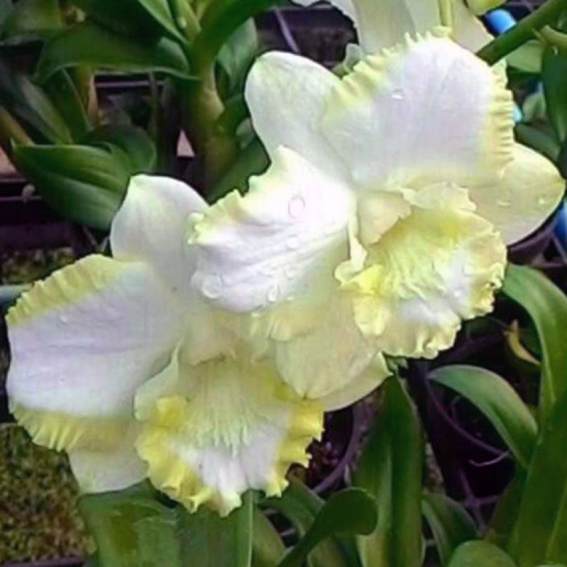 DENDROBIUM WHITE DOREAMON ( MATURE PLANT)