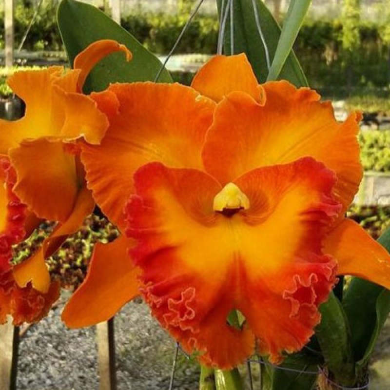 CATLIYA - PATHOM GOLD
