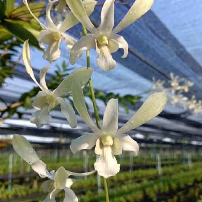 DENDROBIUM CAESAR WHITE MATURE PLANTS