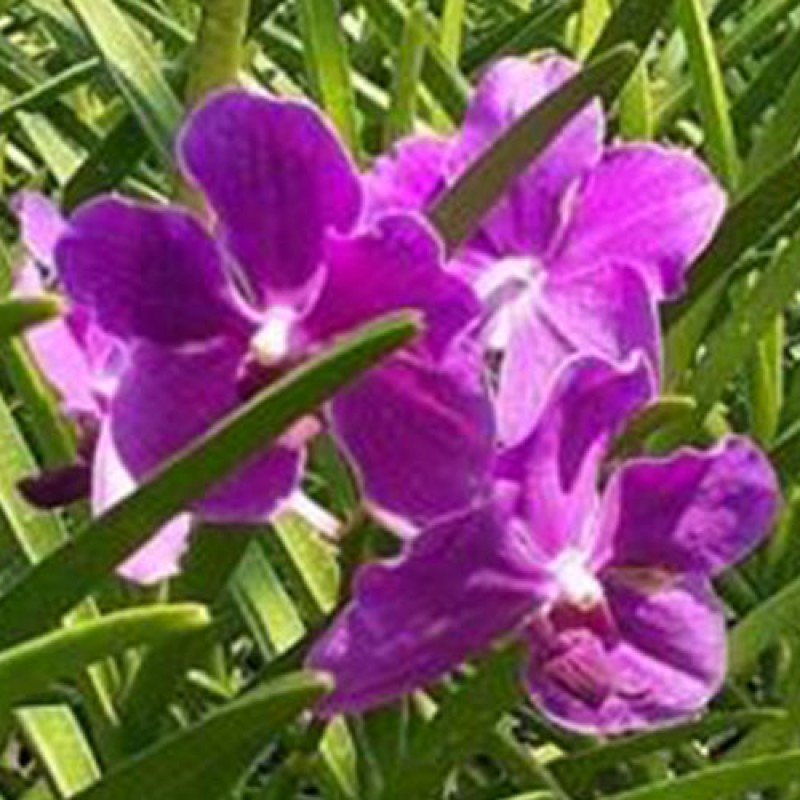 SUN VANDA - BIG BLUE 