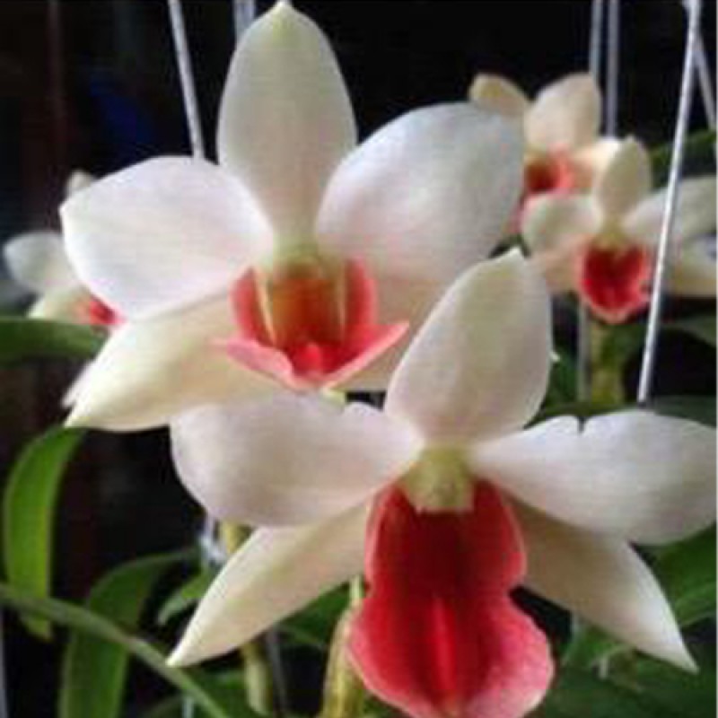 DEN.SPECIES - DAWN MALEE