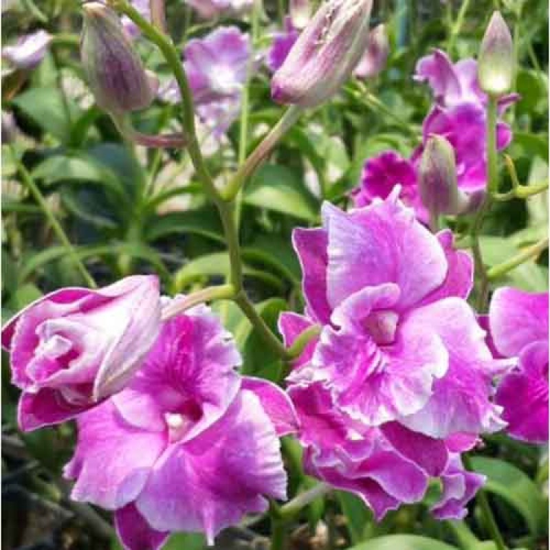 DENDROBIUM LADY PINK STAR MATURE