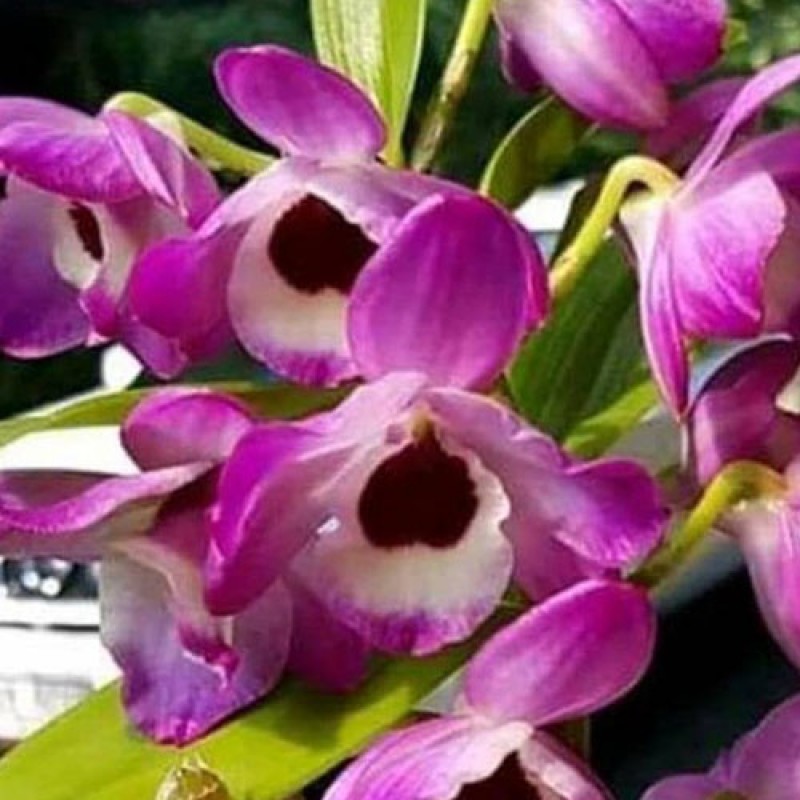 DEN.NOBILE - NAPORI