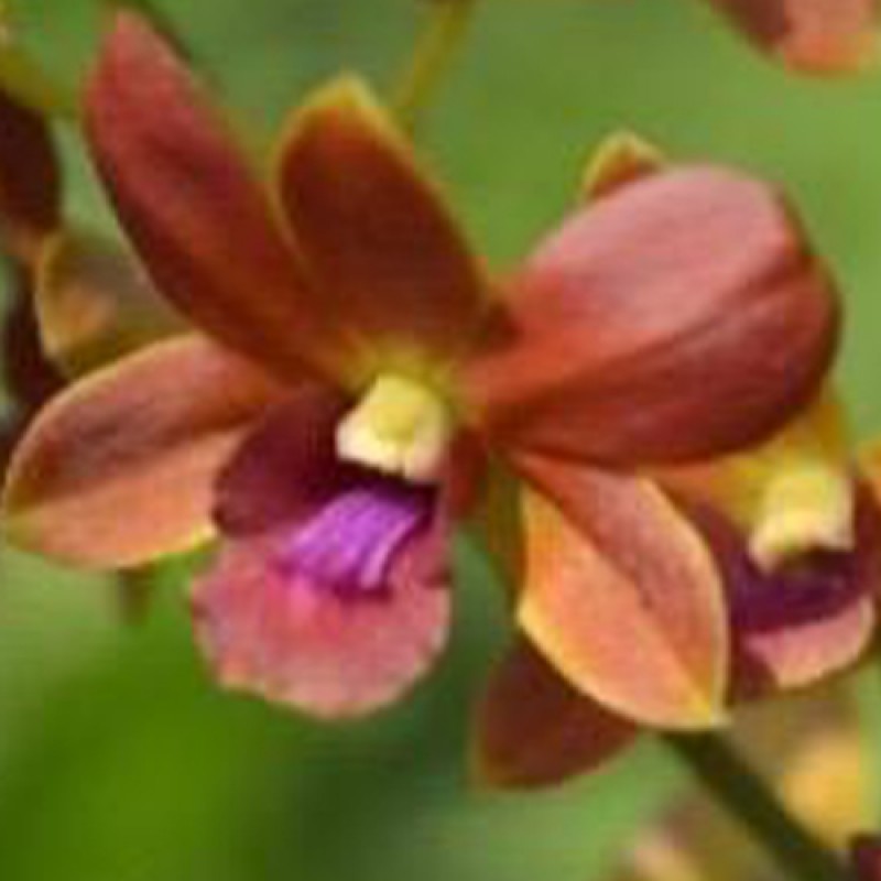 DENDROBIUM - JAID BROWN