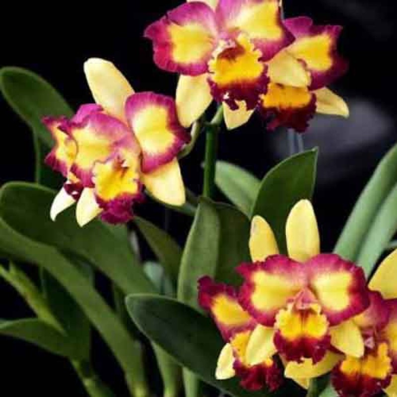 CATTLEYA SHING SHAING DAIMOND MATURE