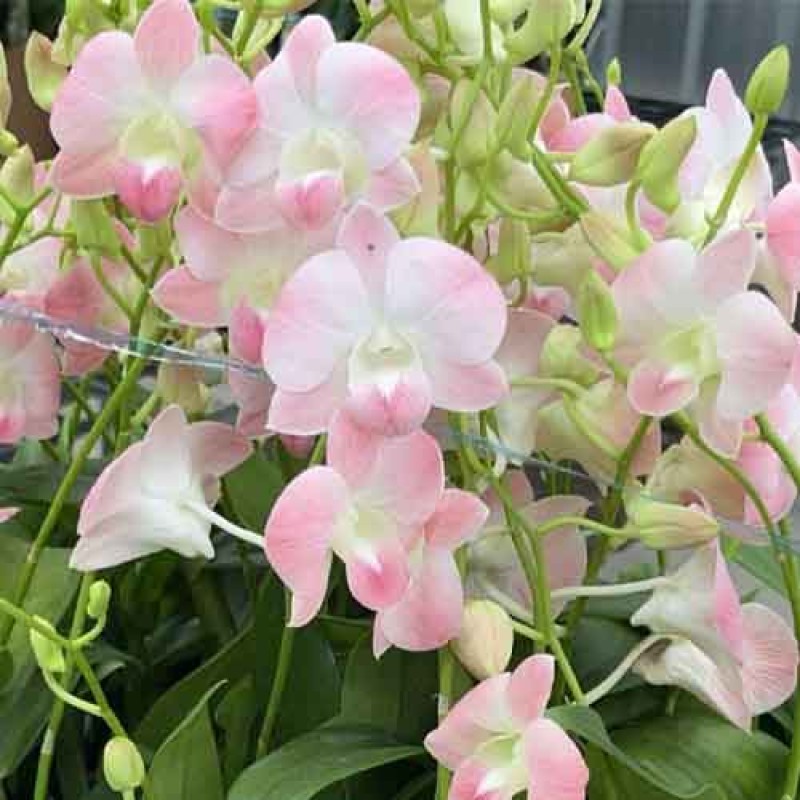 DENDROBIUM SOMWANG ORANGE MATURE PLANT