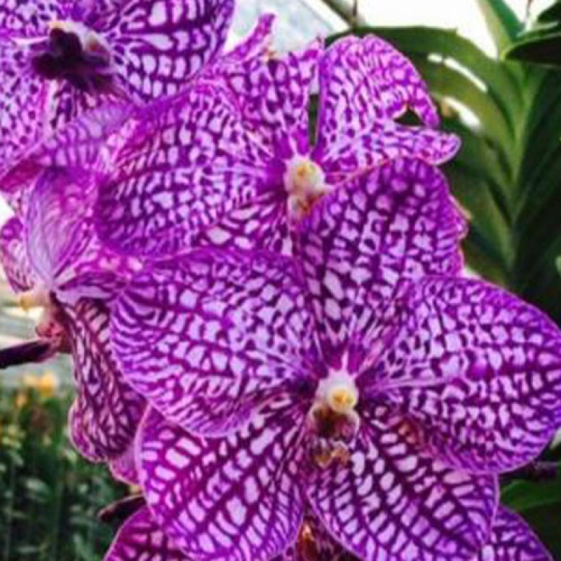 VANDA - CHULEE BLUE