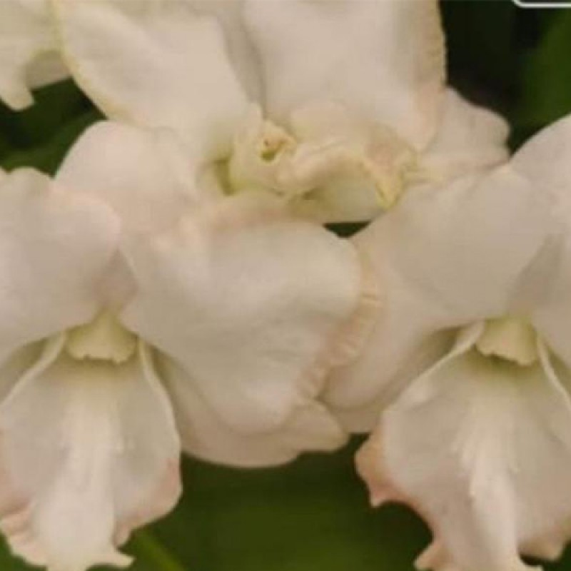 DENDROBIUM - KHAWYIK