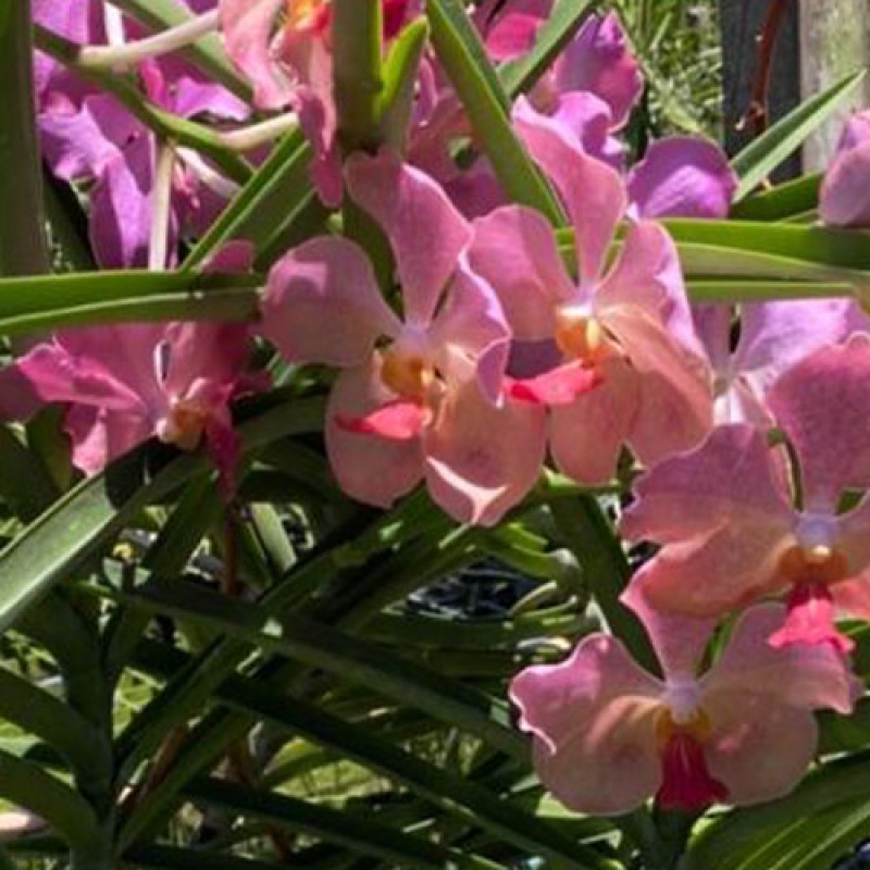 SUN VANDA - PINK ORANGE SPOT 