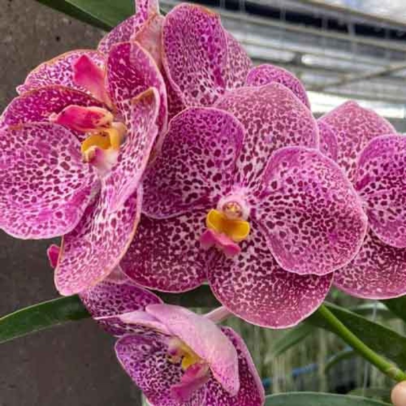 VANDA KULWADEE BLUE 626
