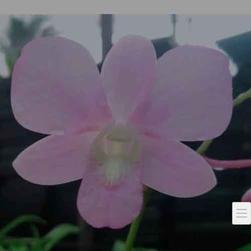 DENDROBIUM PEGASUS MATURE PLANTS