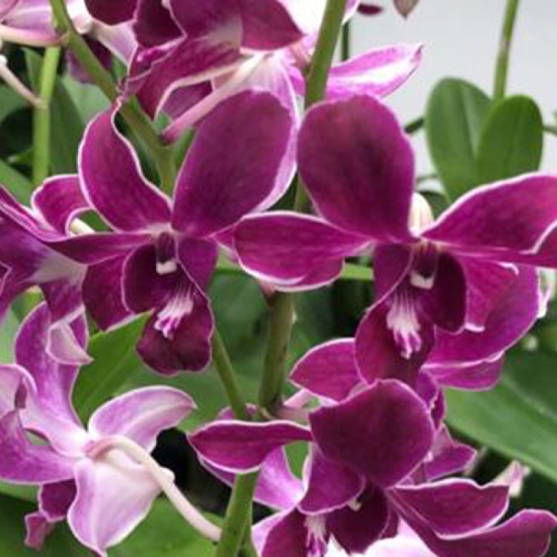 DENDROBIUM - HIROSHI BLUE