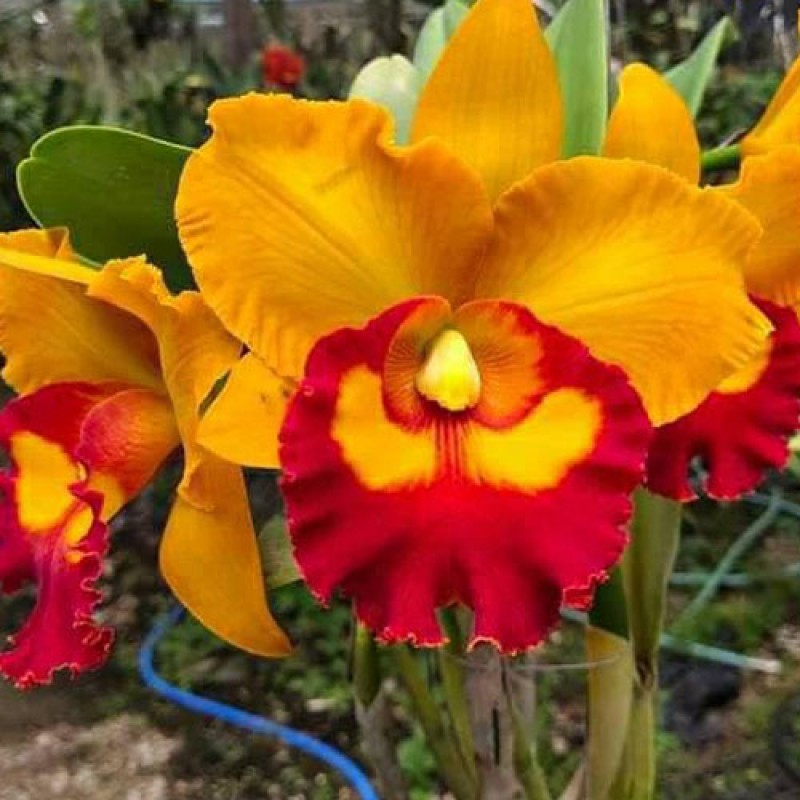 CATLIYA - NAKORN CHAISRI DELIGHT NO. 7
