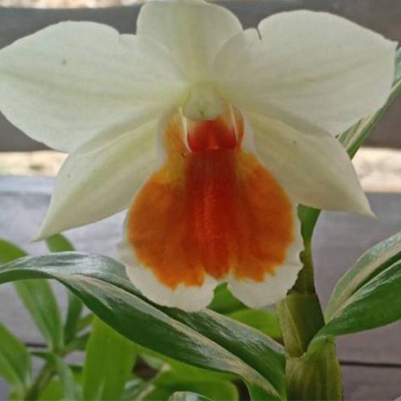 DENDROBIUM - RUNGKAMOL 
