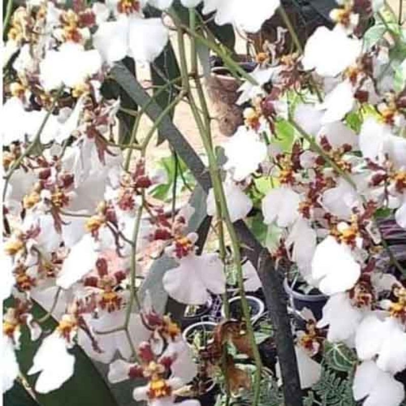ONCIDIUM KAMPANGSAN WHITE SEEDLING