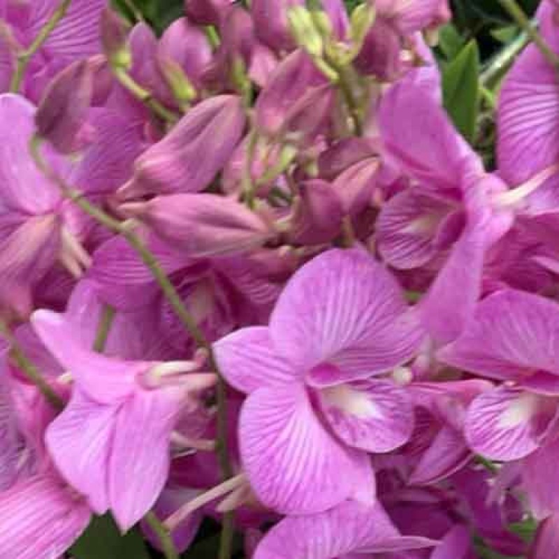 DENDROBIUM BIG PINK STRIPE  MATURE PLANTS