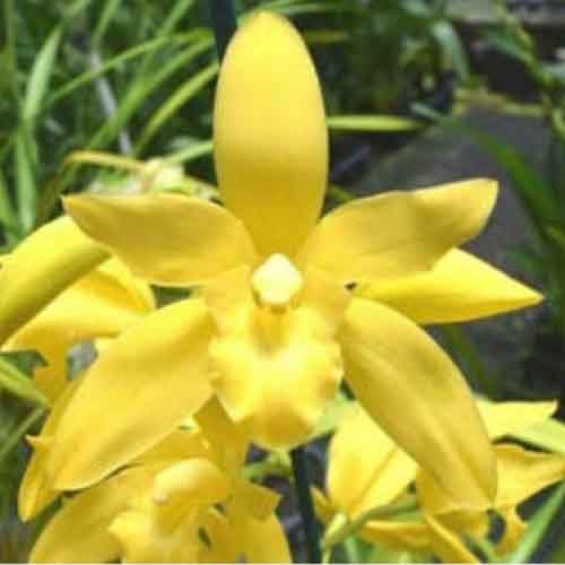 CYMBIDIUM GOLDEN ELF