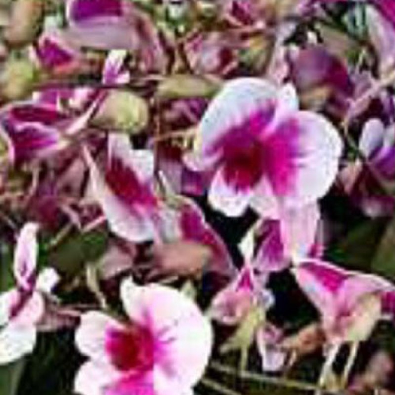 DENDROBIUM(SEEDLING) - MINI YAYA