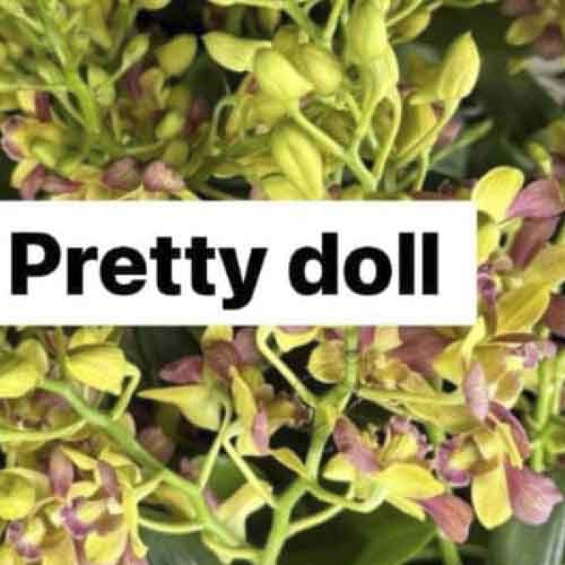 DENDROBIUM PRETTY DOLL(MATURE PLANT)