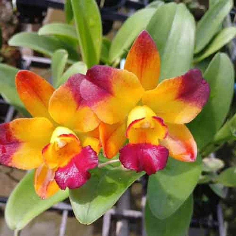 CATTLEYA  FLAME FAIRY