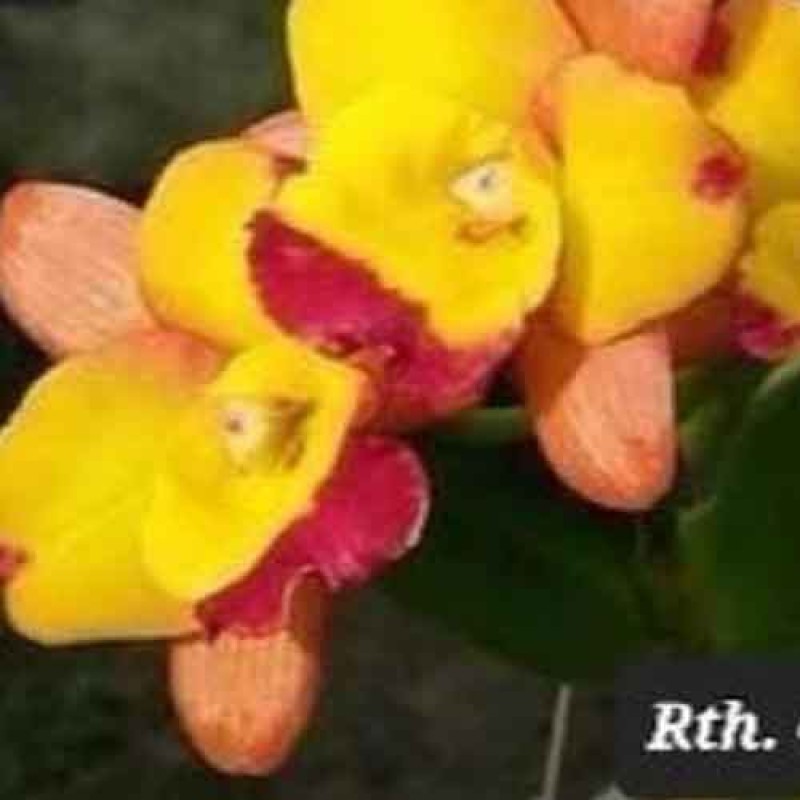 CATTLEYA CHOMYONG FAIRY MATURE