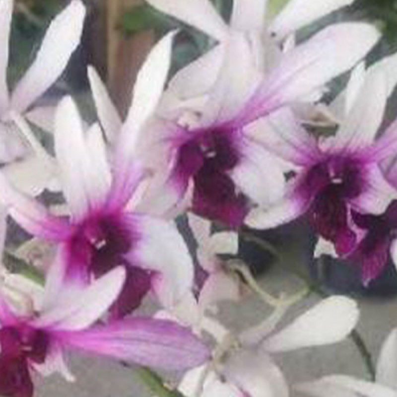 DENDROBIUM - KAROK WHITE 