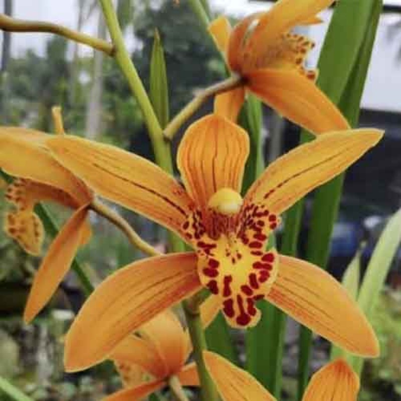 CYMBIDIUM CHENRUBY 
