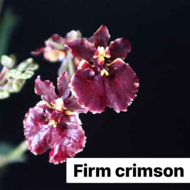 TULUMINA -FIRM CRIMSON