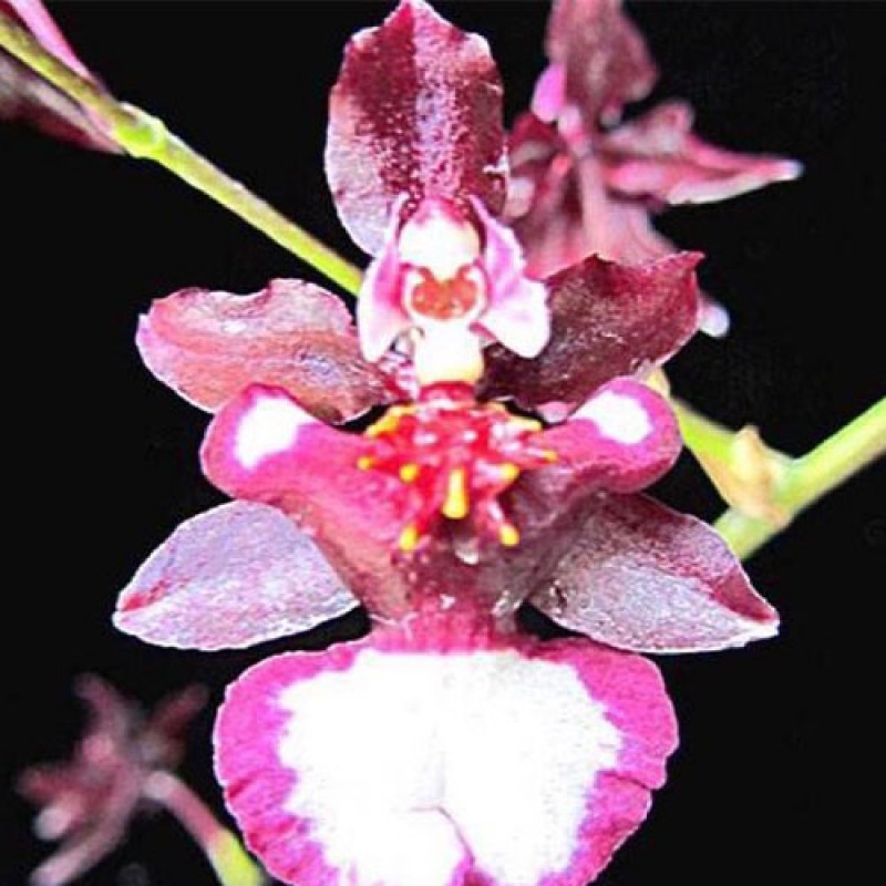 ONICIDIUM - HANUMAN