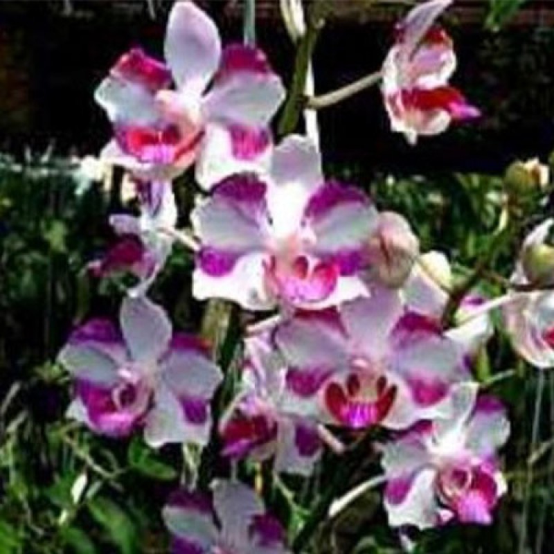 DEN. SPECIES - DORITIS HYBRID