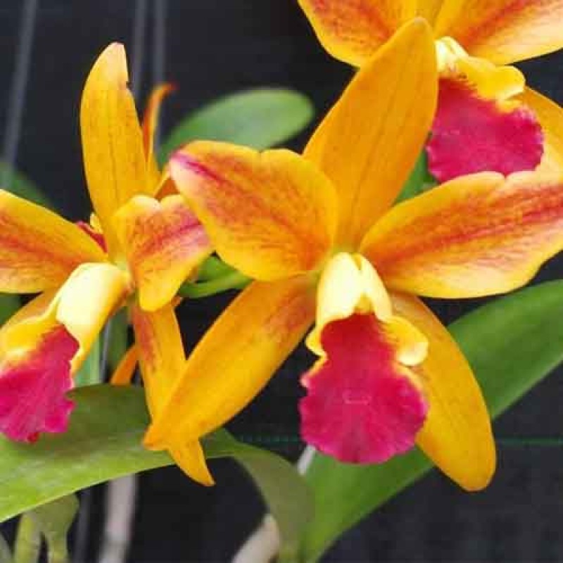 POT. NETARASIRI STARBRIGHT VAR SPECTACULAR ORANGE RED LIP MATURE