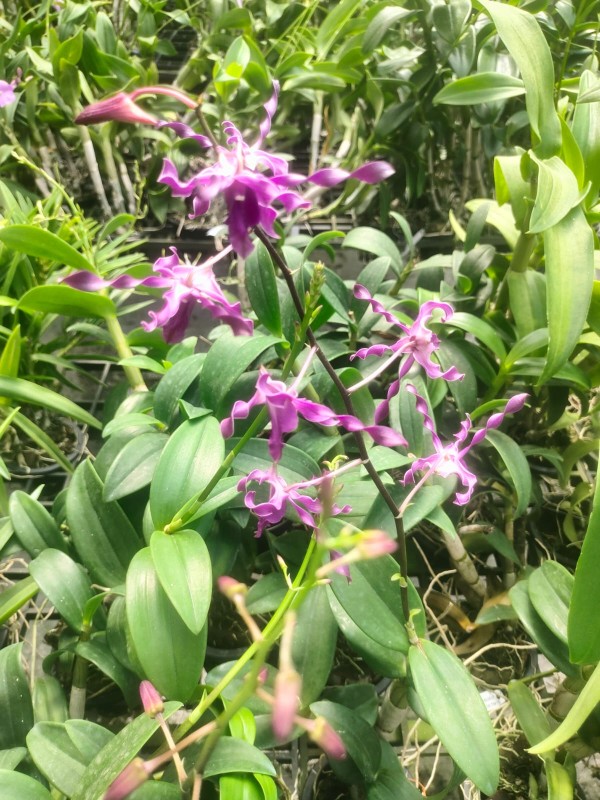 DENDROBIUM BANYAN TWIST