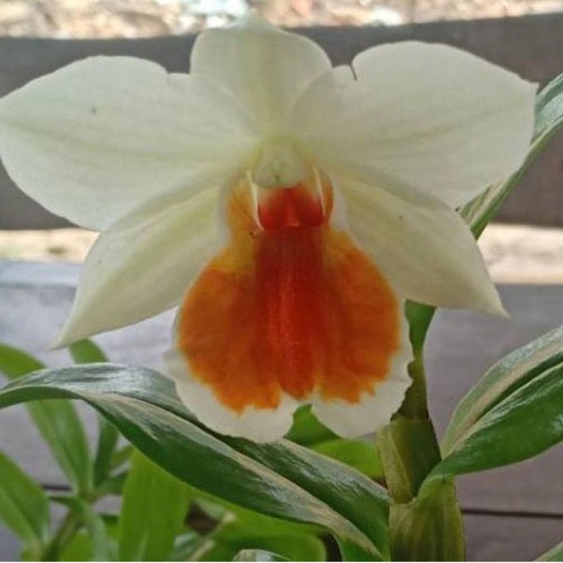 DEN.SPECIES - RUNGKAMOL
