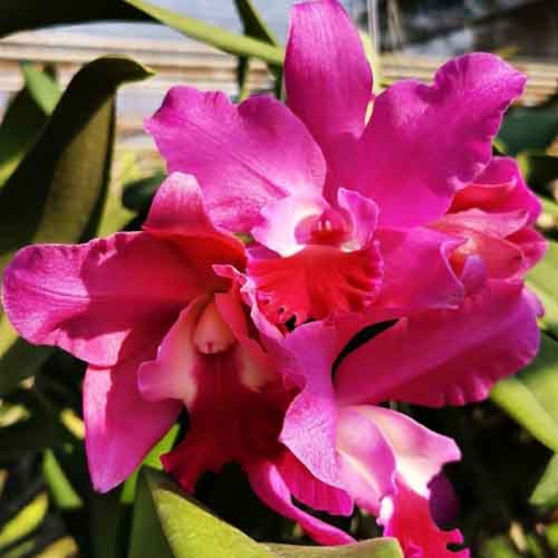 CATTLEYA PORCIA 'CANNIZARO' X C . YEN AMETHYS MATURE