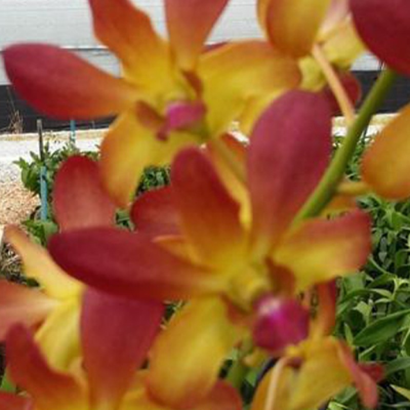 DENDROBIUM - BROWN YELLOW STRIPE 