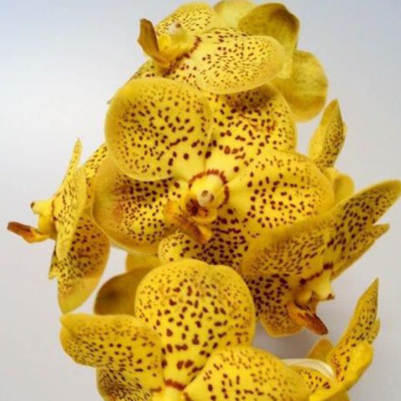 VANDA - LEOPARD YELLOW