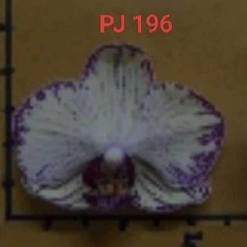 PJ-196