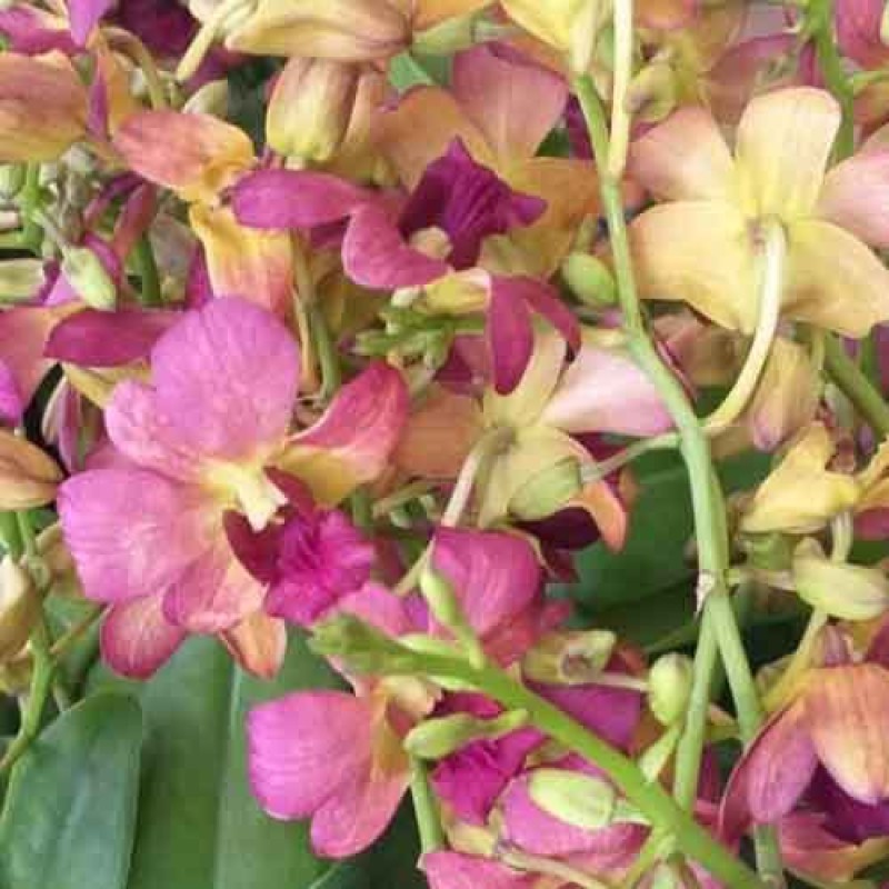 DENDROBIUM WAN YEN MATURE PLANT