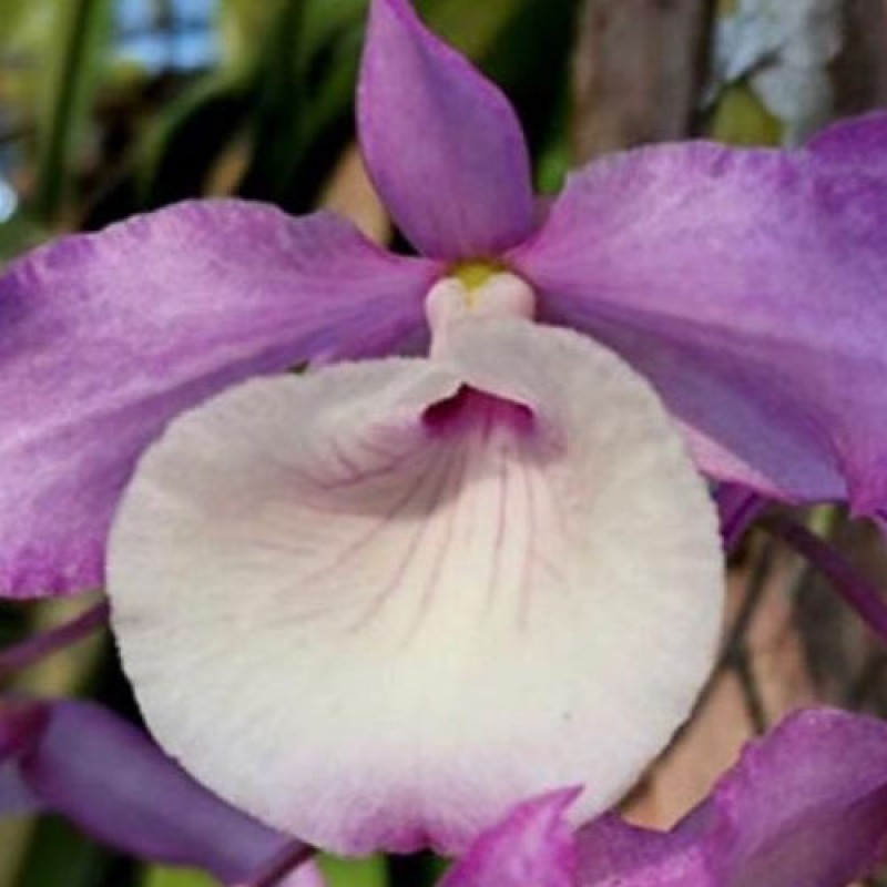 DEN. SPECIES - TORTILE