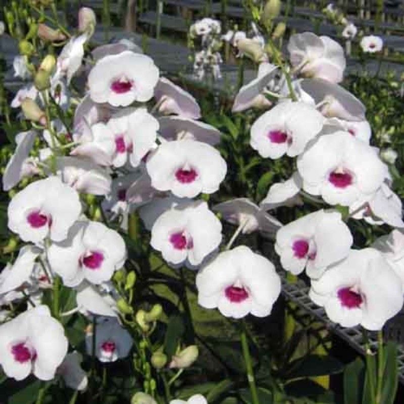 DENDROBIUM DIAMOND #1 MATURE PLANT