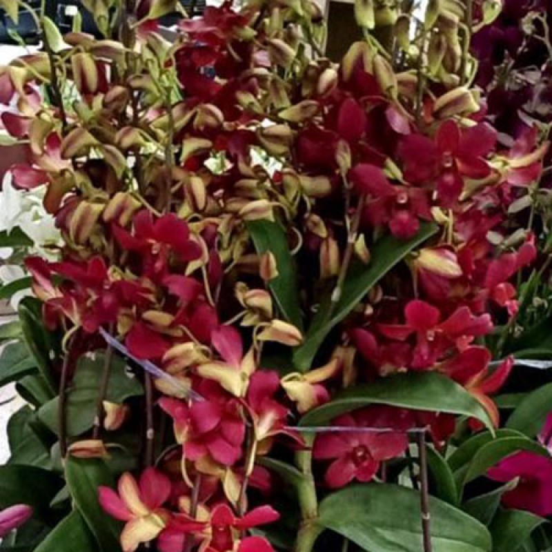 DENDROBIUM(MATURE PLANT) - BETACHONG BROWN
