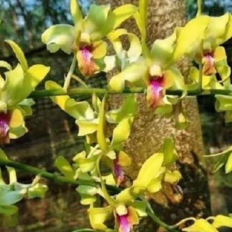 DENDROBIUM SEEDLING - YELLOW PARROT
