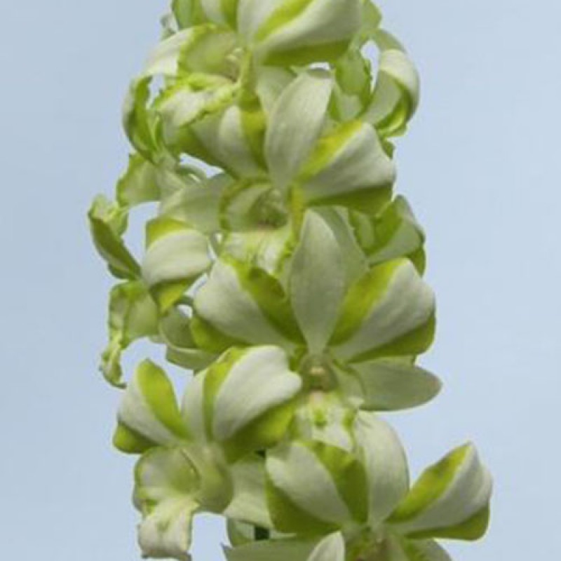 DRAGON JADE # 1 