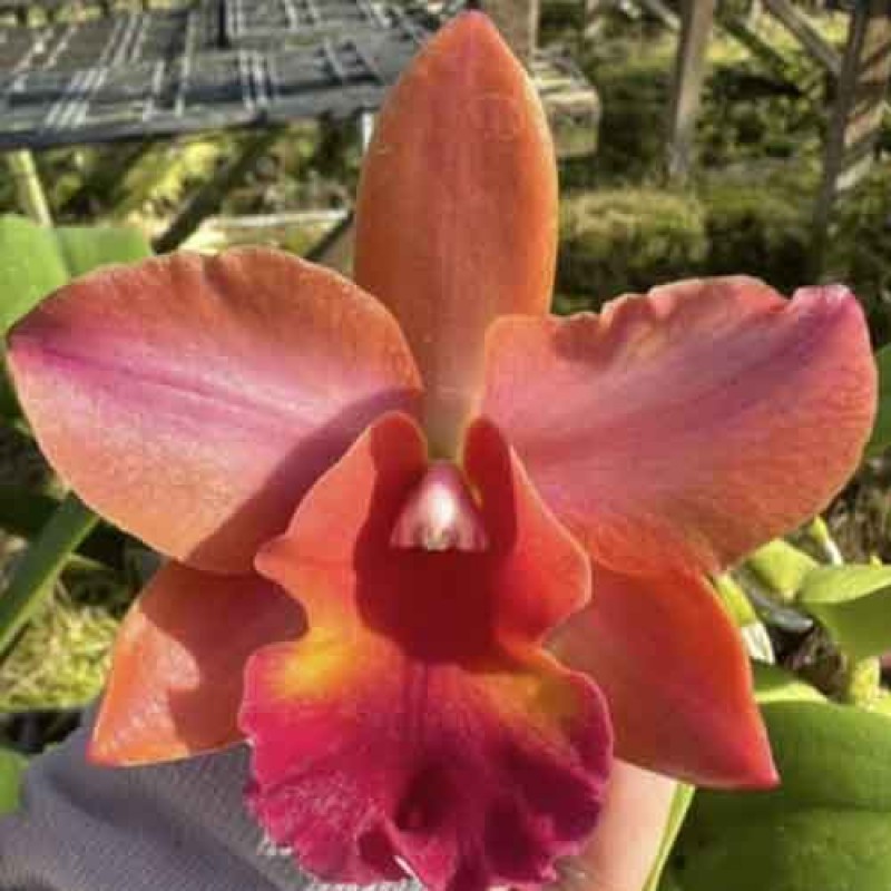 CATTLEYA  PRAKAI  SAAD