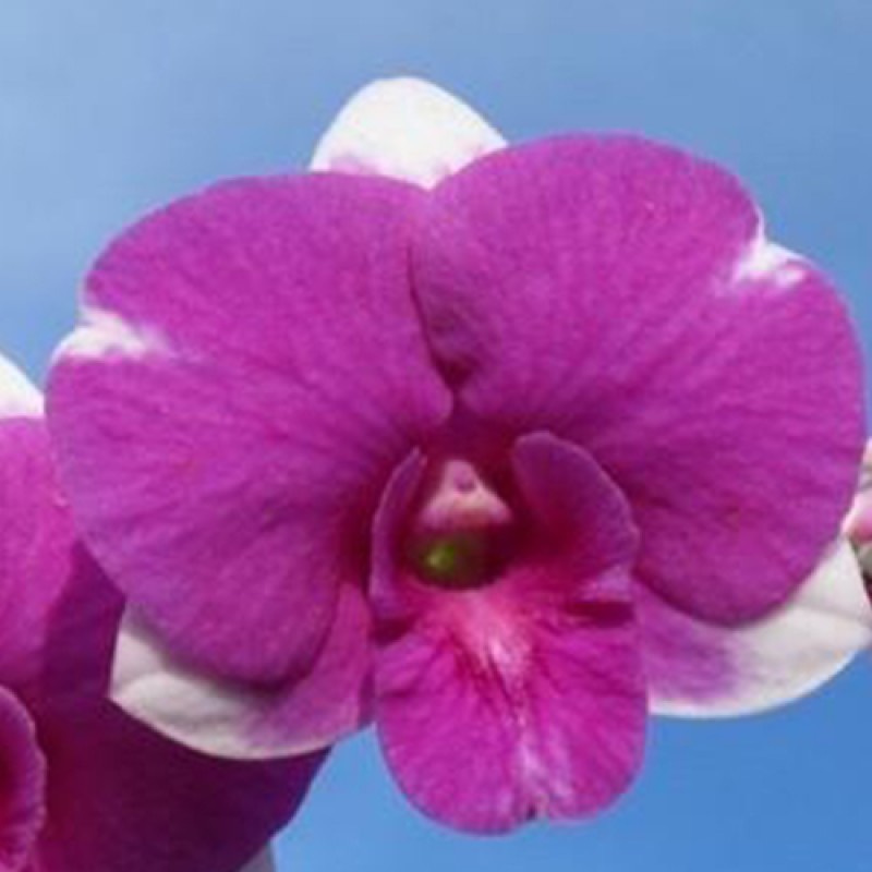 DENDROBIUM - PARAGON #5