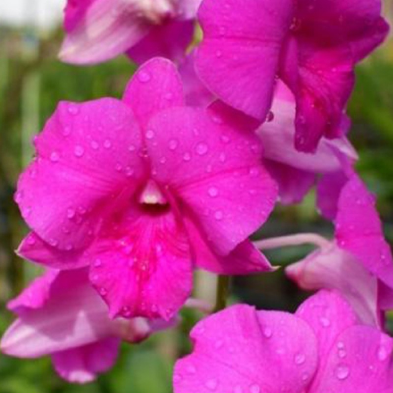 DENDROBIUM - PINK BEAUTY
