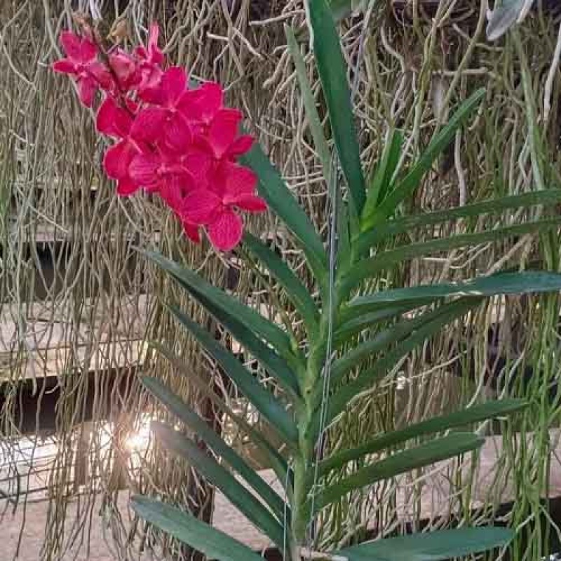 VANDA RED 461 MATURE